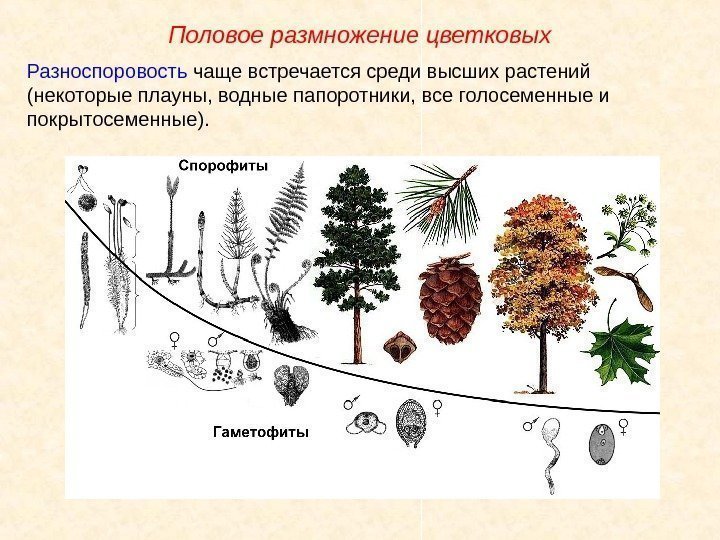 Разноспоровость чаще встречается среди высших растений (некоторые плауны, водные папоротники, все голосеменные и покрытосеменные).