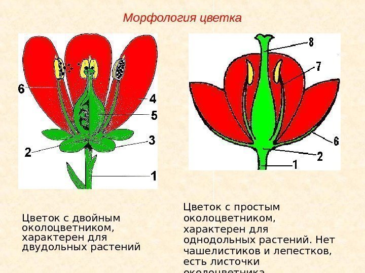 Цветок с двойным околоцветником,  характерен для двудольных растений Цветок с простым околоцветником, 
