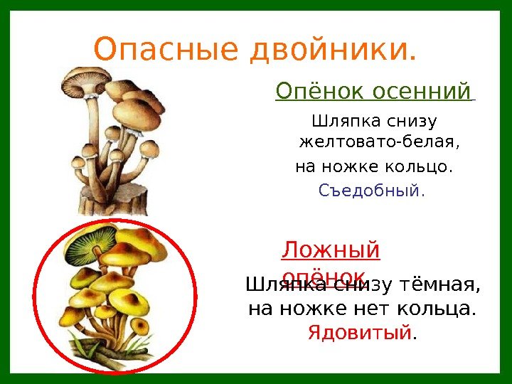   Шляпка снизу желтовато-белая,  на ножке кольцо. Съедобный. Опасные двойники. Опёнок осенний