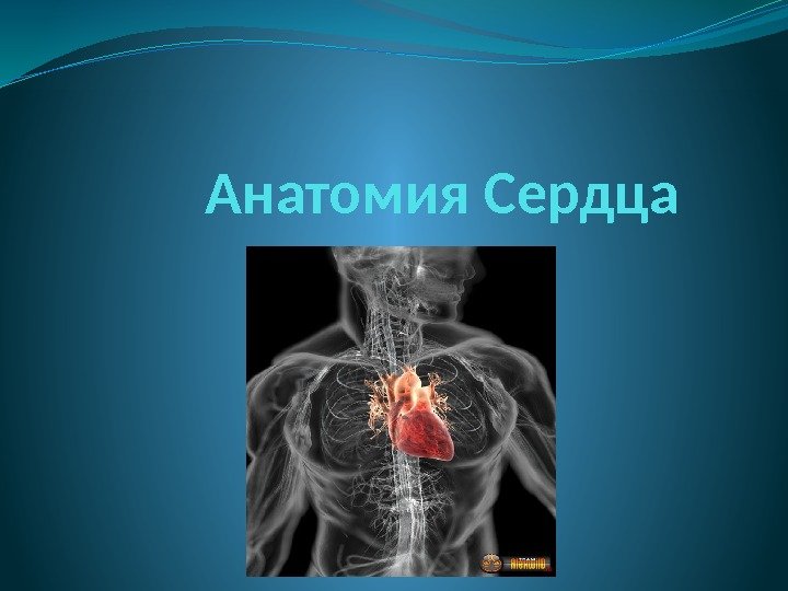 Анатомия Сердца 