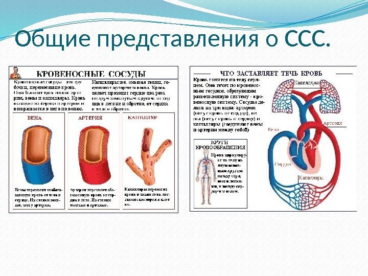  Общие представления о ССС. 