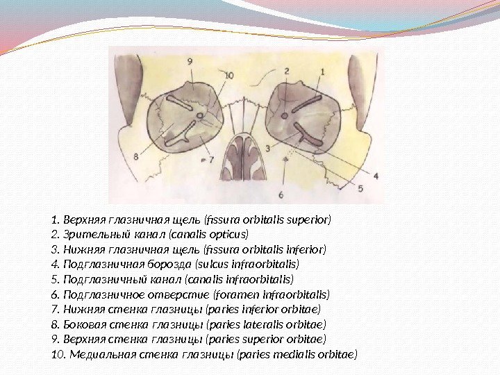1. Верхняя глазничная щель (fissura orbitalis superior) 2. Зрительный канал (canalis opticus) 3. Нижняя