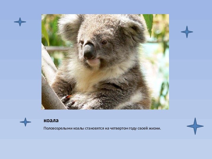 коала Половозрелыми коалы становятся на четвертом году своей жизни. 