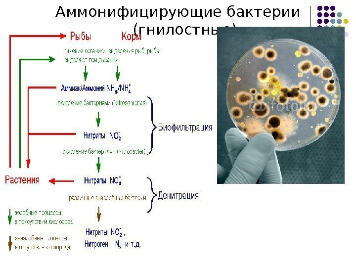 Аммонифицирующие бактерии (гнилостные) 