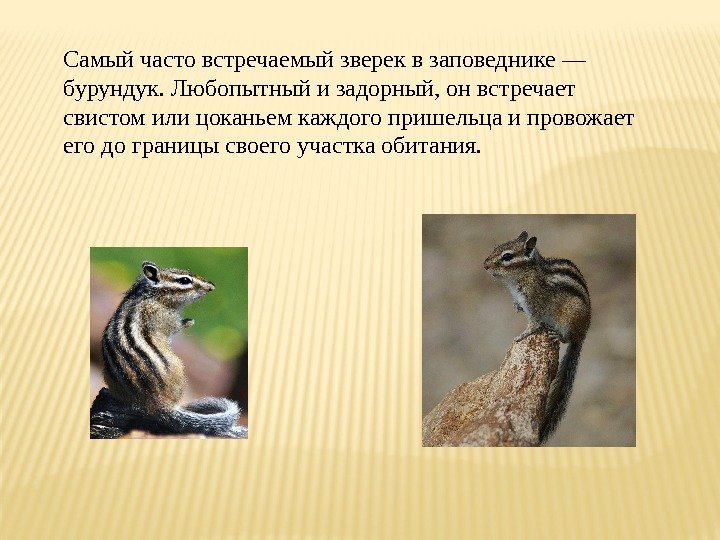 Самыйчастовстречаемыйзвереквзаповеднике— бурундук. Любопытныйизадорный, онвстречает свистомилицоканьемкаждогопришельцаипровожает егодограницысвоегоучасткаобитания. 