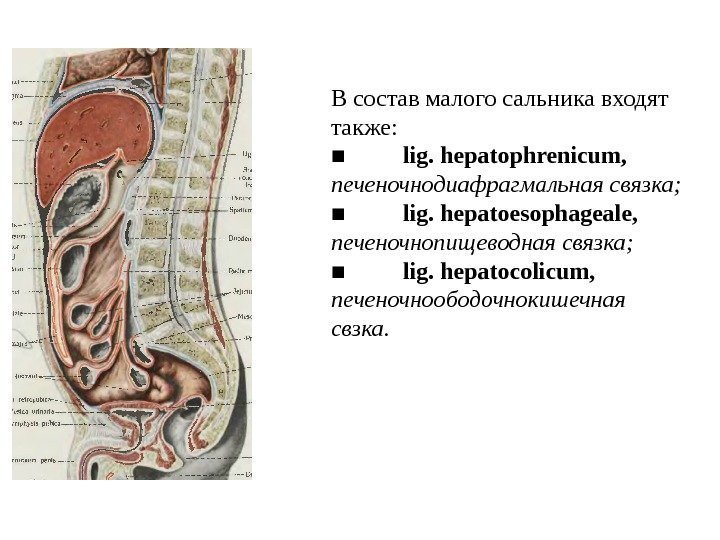 В состав малого сальника входят также: ■ lig. hepatophrenicum,  печеночнодиафрагмальная связка; ■ lig.