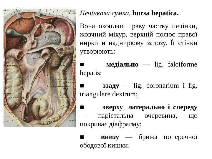 Печ i нкова  сумка ,  bursa hepatica.  Вона охоплює праву частку