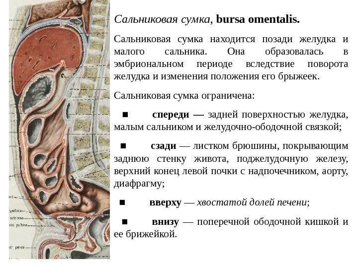 Сальниковая  сумка ,  bursa omentalis.  Сальниковая сумка находится позади желудка и