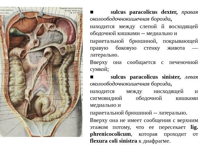 ■ sulcus paracolicus dexter,  правая  околоободочнокишечная  борозда ,  находится между