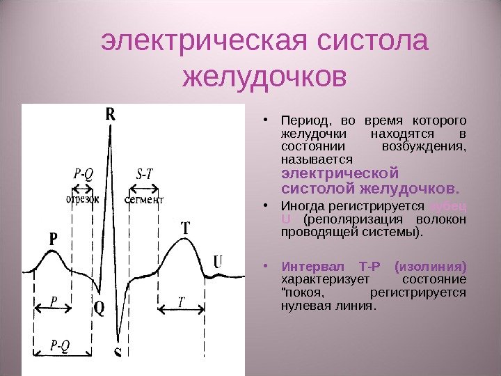 электрическая систола желудочков • Период,  во время которого желудочки находятся в состоянии возбуждения,