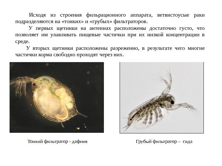 Тонкий фильтратор - дафния Грубый фильтратор – сида Исходя из строения фильрационного аппарата, 