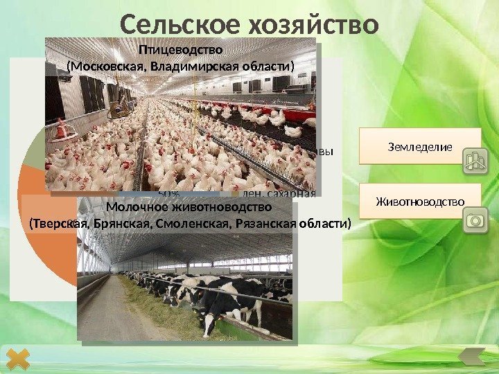 Сельское хозяйство Земледелие Животноводство 50 3010 5 5посевные площади, в  зерновые кормовые т