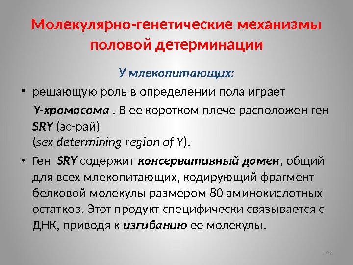 Молекулярно-генетические механизмы половой детерминации У млекопитающих:  • решающую роль в определении пола играет