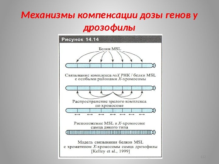 Механизмы компенсации дозы генов у дрозофилы 112 