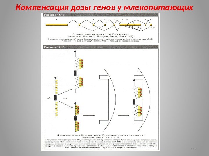 Компенсация дозы генов у млекопитающих 115 