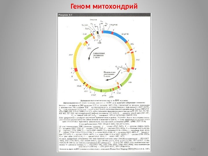 Геном митохондрий 122 