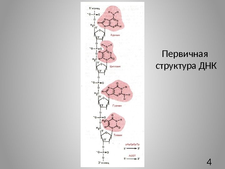 Первичная структура ДНК 4 