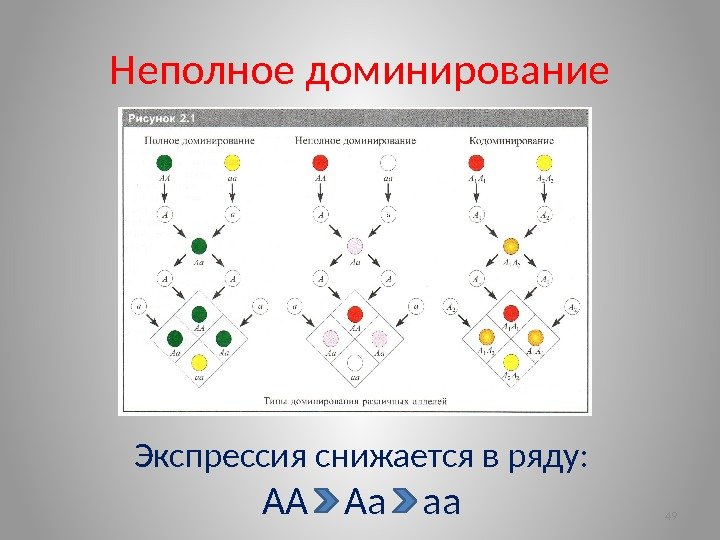 Неполное доминирование 49 Экспрессия снижается в ряду: АА  Аа  аа  