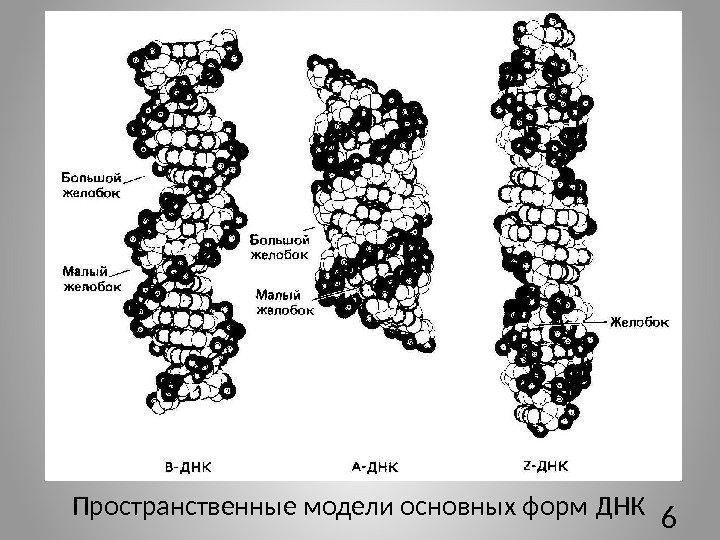6 Пространственные модели основных форм ДНК 