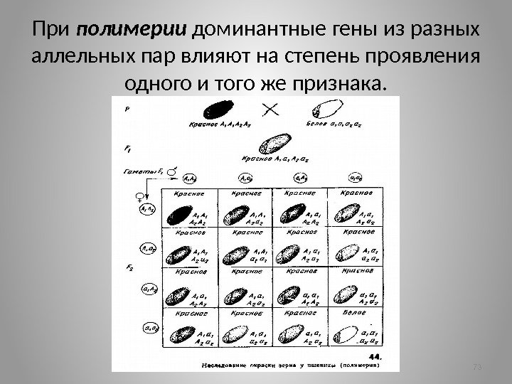 При полимерии  доминантные гены из разных аллельных пар влияют на степень проявления одного