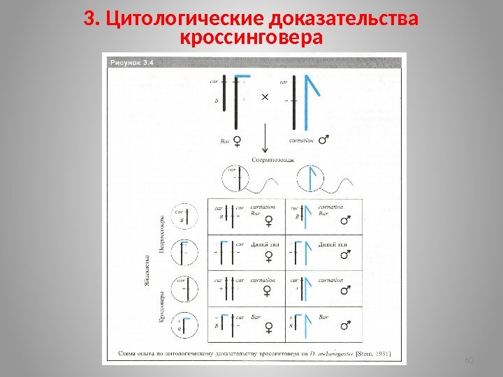 3. Цитологические доказательства кроссинговера 80 