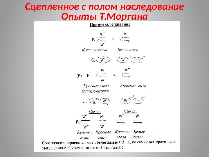 Сцепленное с полом наследование Опыты Т. Моргана 96 