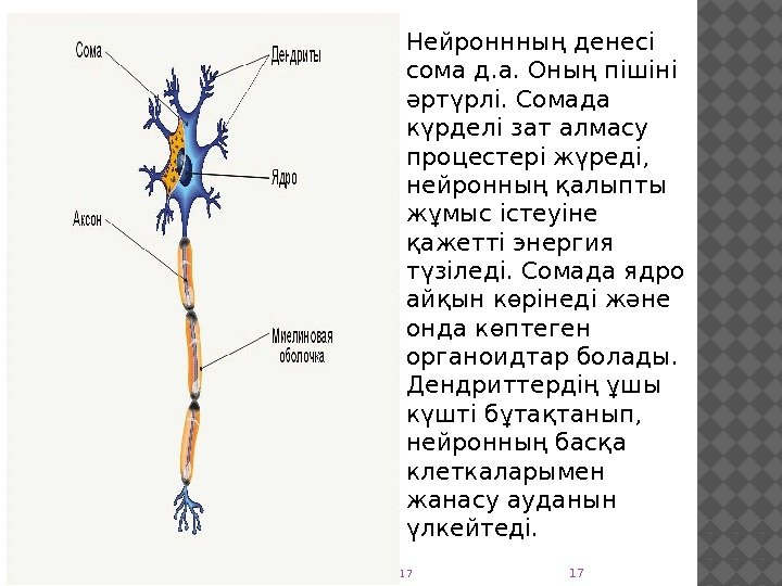 Нейроннның денесі сома д. а. Оның пішіні әртүрлі. Сомада күрделі зат алмасу процестері