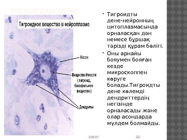ТИГРОИДТЫ ДЕНЕ.  Тигроидты дене-нейронның цитоплазмасында орналасқан дән немесе бұршақ тәрізді құрам бөлігі. 
