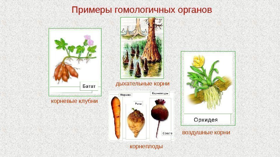 Примеры гомологичных органов корневые клубни дыхательные корни воздушные корни корнеплоды 