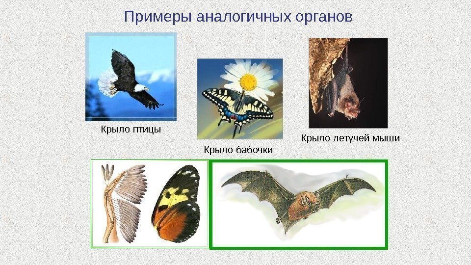 Примеры аналогичных органов Крыло летучей мыши Крыло бабочки. Крыло птицы 