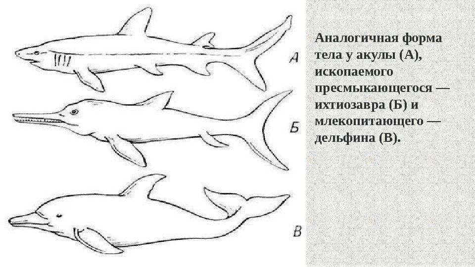 Аналогичная форма тела у акулы (А),  ископаемого пресмыкающегося — ихтиозавра (Б) и млекопитающего