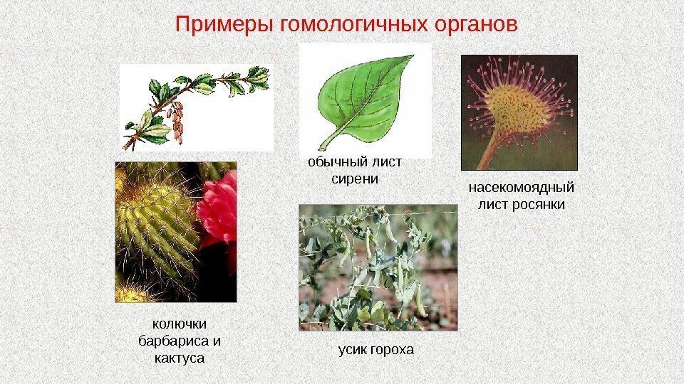 Примеры гомологичных органов насекомоядный лист росянки колючки барбариса и кактуса усик горохаобычный лист сирени