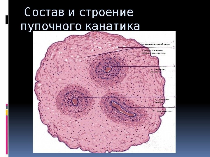  С остав и строение пупочного канатика 