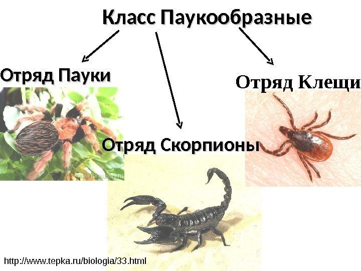 Класс Паукообразные Отряд Пауки Отряд Скорпионы Отряд Клещи http: //www. tepka. ru/biologia/33. html 