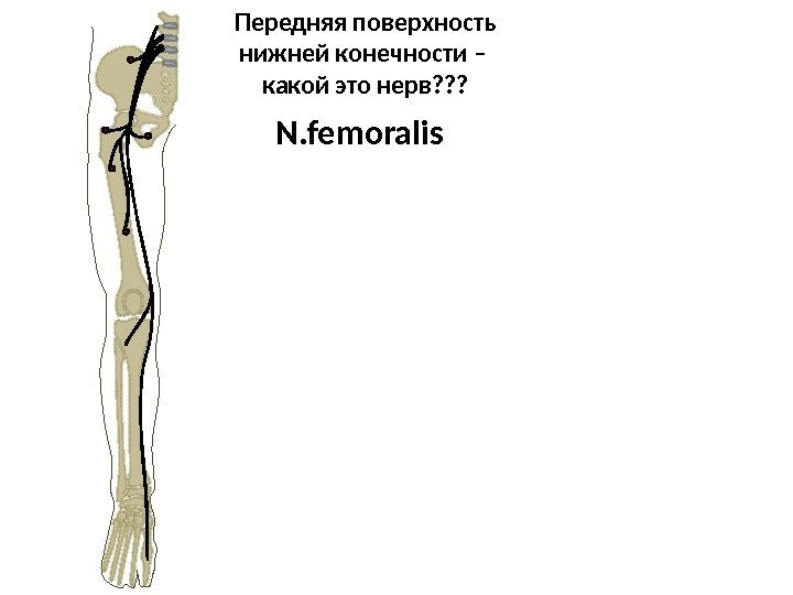 Передняя поверхность нижней конечности – какой это нерв? ? ? N. femoralis  