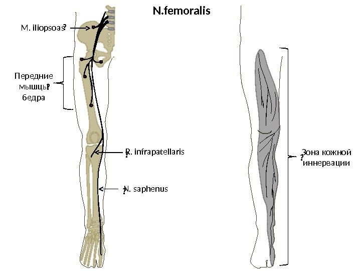 N. femoralis M. iliopsoas Передние мышцы бедра R. infrapatellaris N. saphenus Зона кожной иннервации?