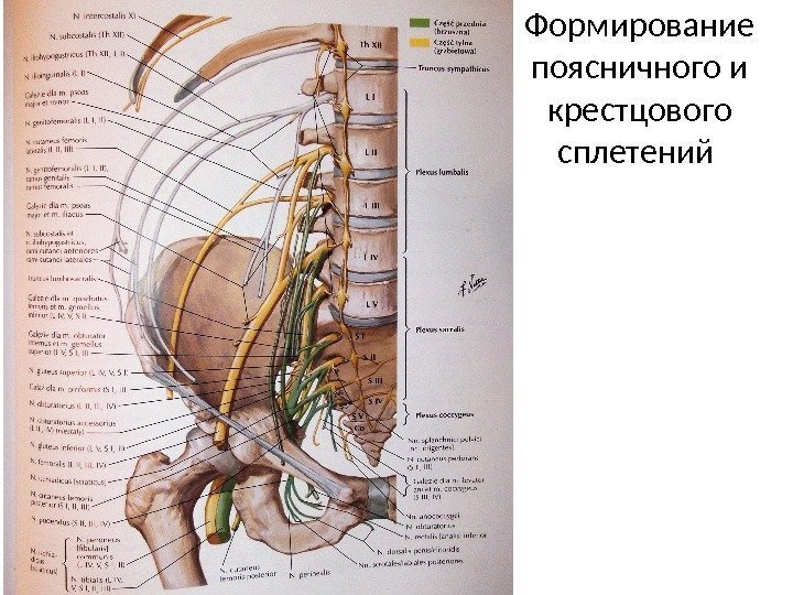 Формирование поясничного и крестцового сплетений 