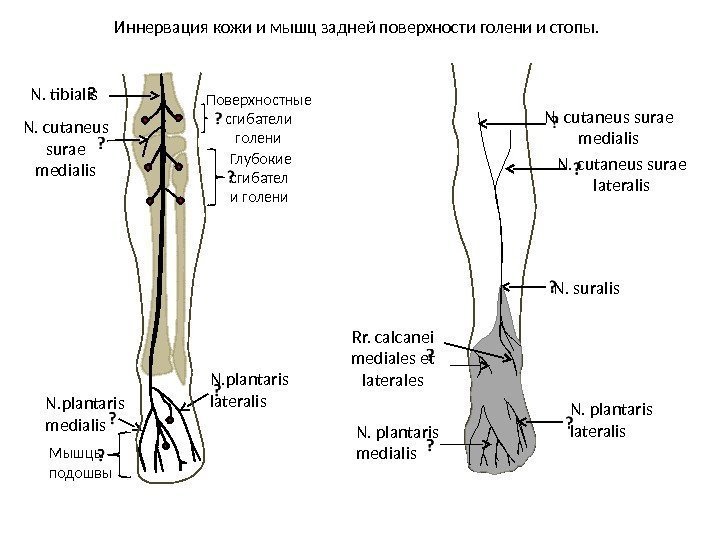 Иннервация кожи и мышц задней поверхности голени и стопы. N. tibialis N. cutaneus surae