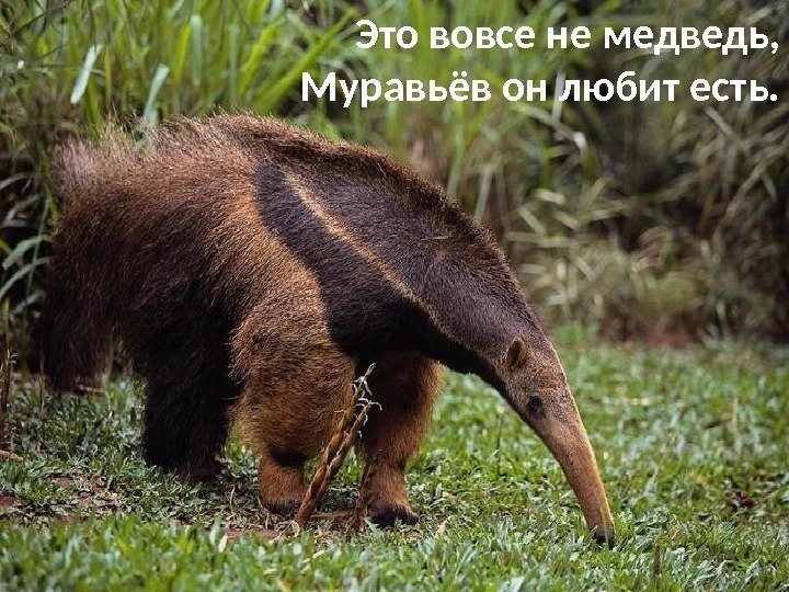 Это вовсе не медведь, Муравьёв он любит есть. 