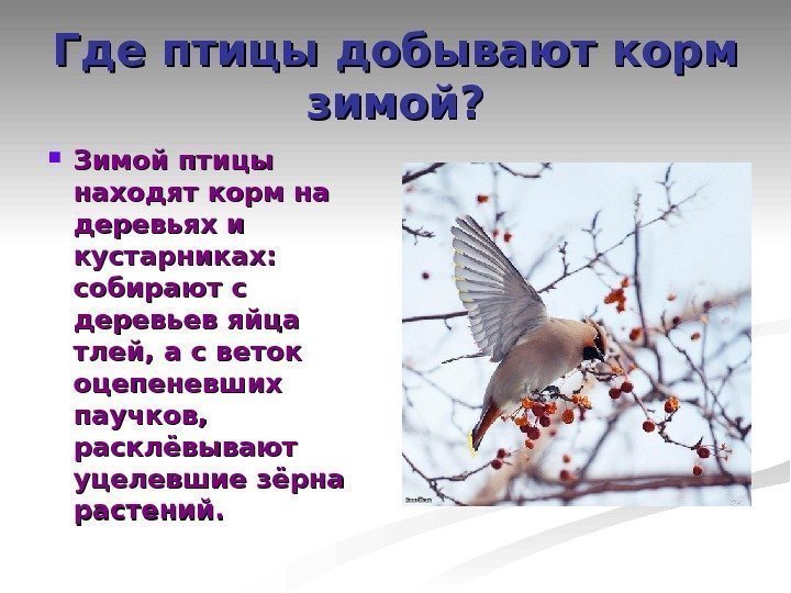 Где птицы добывают корм зимой?  Зимой птицы находят корм на деревьях и кустарниках: