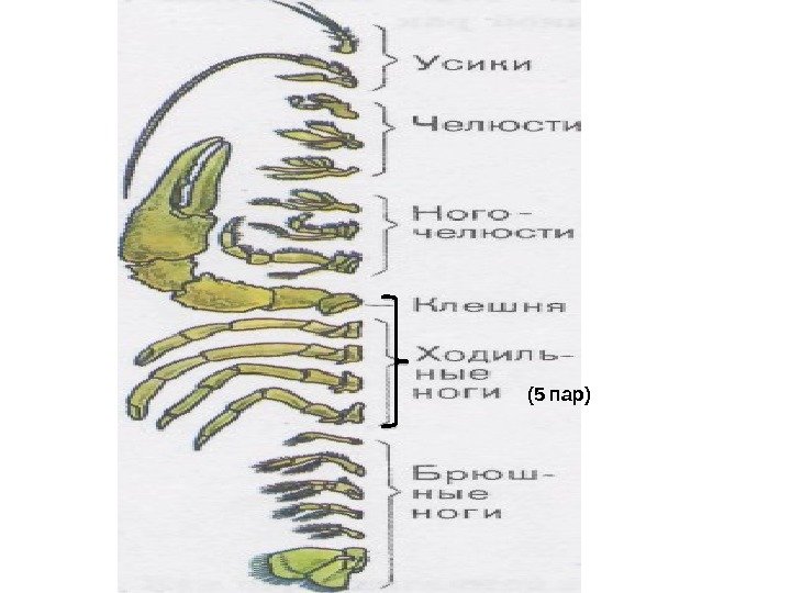 (5 пар) 