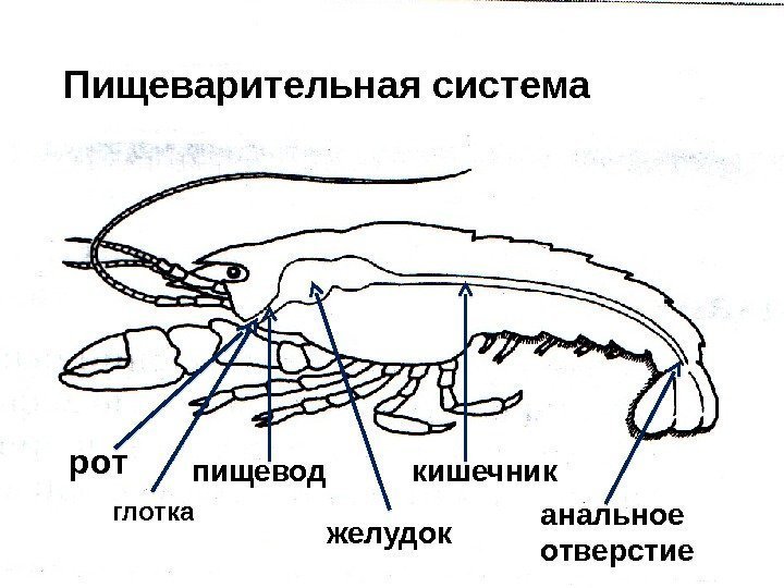 Пищеварительная система рот глотка пищевод желудок кишечник анальное отверстие  