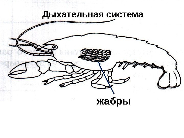 Дыхательная система жабры 