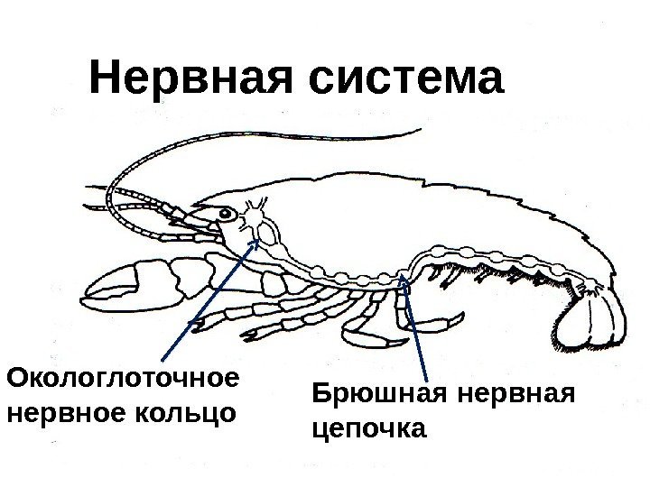 Нервная система Окологлоточное нервное кольцо Брюшная нервная цепочка  