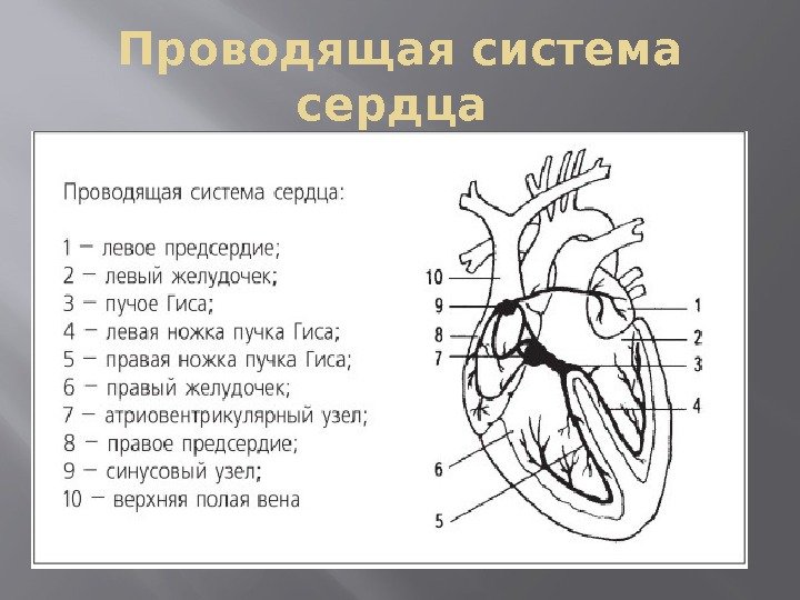 Проводящая система сердца 