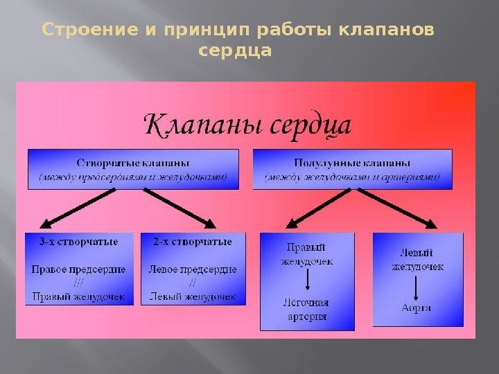 Строение и принцип работы клапанов сердца 