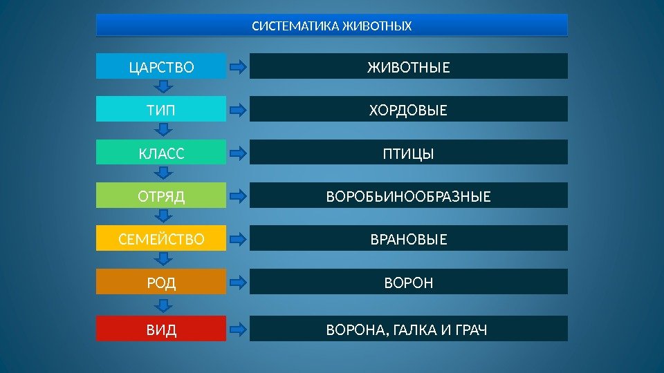 СИСТЕМАТИКА ЖИВОТНЫХ ЦАРСТВО ТИП КЛАСС ОТРЯД СЕМЕЙСТВО РОД ВИД ЖИВОТНЫЕ ХОРДОВЫЕ ПТИЦЫ ВОРОБЬИНООБРАЗНЫЕ ВРАНОВЫЕ