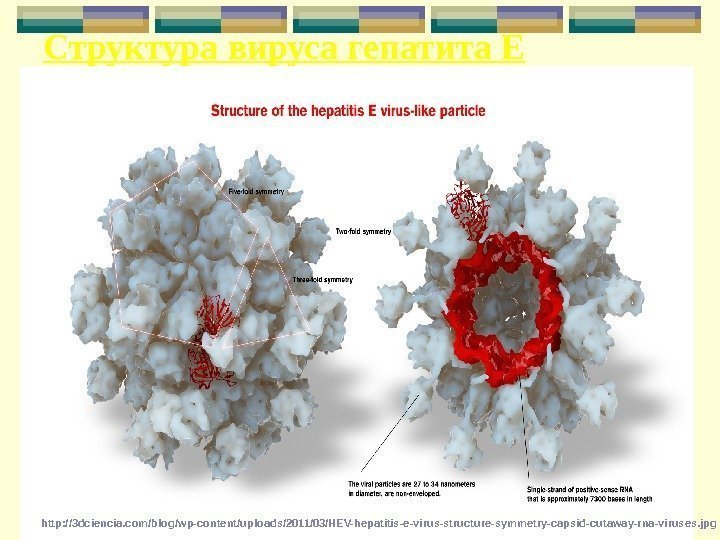 Структура вируса гепатита Е http: //3 dciencia. com/blog/wp-content/uploads/2011/03/HEV-hepatitis-e-virus-structure-symmetry-capsid-cutaway-rna-viruses. jpg 