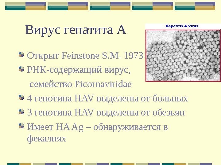 Вирус гепатита А Открыт Feinstone S. M.  1973 РНК-содержащий вирус,  семейство Picornaviridae