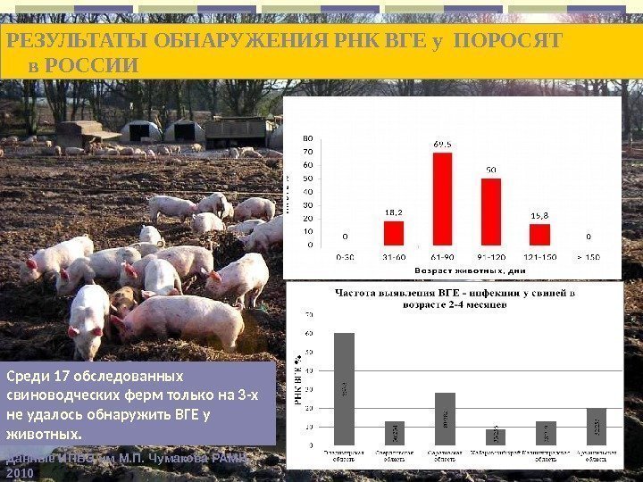 РЕЗУЛЬТАТЫ  ОБНАРУЖЕНИЯ  РНК ВГЕ у ПОРОСЯТ в РОССИИ Среди 17 обследованных свиноводческих